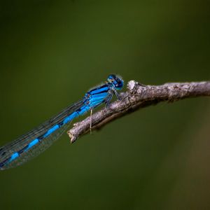 Preview wallpaper blue damselfly, dragonfly, insect, macro