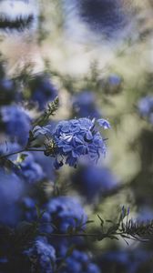 Preview wallpaper blue flowers, flowers, bloom, blur