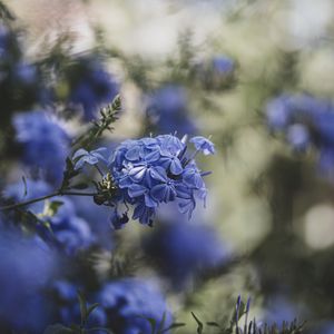 Preview wallpaper blue flowers, flowers, bloom, blur