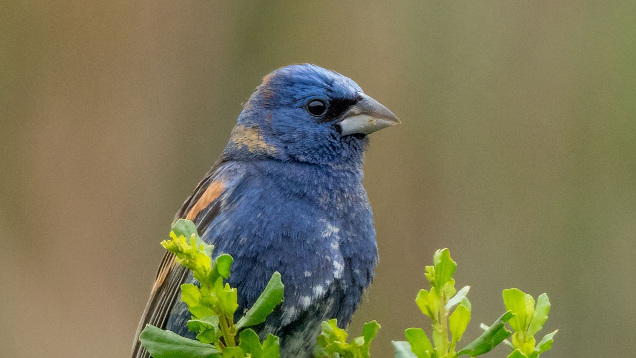 Wallpaper blue grosbeak, grosbeak, bird, plants