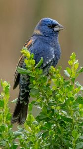 Preview wallpaper blue grosbeak, grosbeak, bird, plants