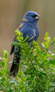 Preview wallpaper blue grosbeak, grosbeak, bird, plants