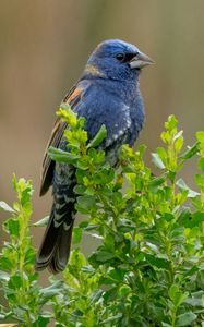 Preview wallpaper blue grosbeak, grosbeak, bird, plants