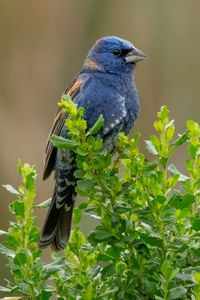 Preview wallpaper blue grosbeak, grosbeak, bird, plants