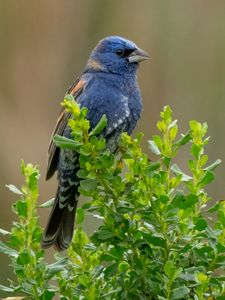 Preview wallpaper blue grosbeak, grosbeak, bird, plants