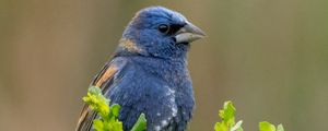 Preview wallpaper blue grosbeak, grosbeak, bird, plants