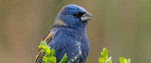 Preview wallpaper blue grosbeak, grosbeak, bird, plants