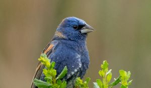 Preview wallpaper blue grosbeak, grosbeak, bird, plants