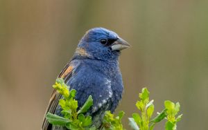 Preview wallpaper blue grosbeak, grosbeak, bird, plants