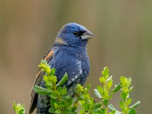 Preview wallpaper blue grosbeak, grosbeak, bird, plants