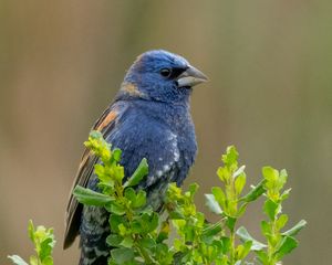 Preview wallpaper blue grosbeak, grosbeak, bird, plants