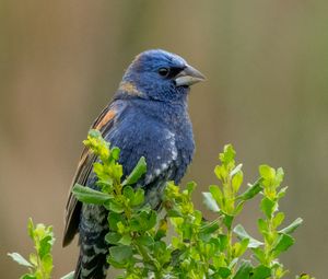 Preview wallpaper blue grosbeak, grosbeak, bird, plants