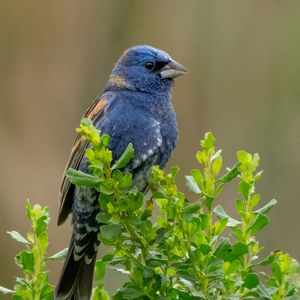 Preview wallpaper blue grosbeak, grosbeak, bird, plants