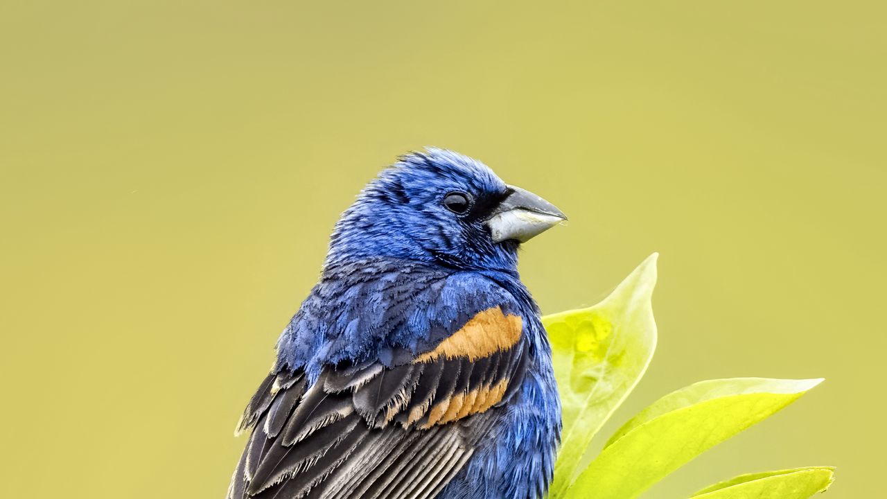 Wallpaper blue grosbeak, grosbeak, bird, branch, leaves