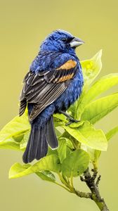 Preview wallpaper blue grosbeak, grosbeak, bird, branch, leaves