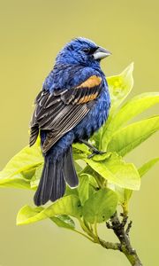 Preview wallpaper blue grosbeak, grosbeak, bird, branch, leaves