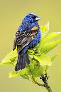 Preview wallpaper blue grosbeak, grosbeak, bird, branch, leaves