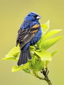 Preview wallpaper blue grosbeak, grosbeak, bird, branch, leaves