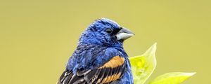 Preview wallpaper blue grosbeak, grosbeak, bird, branch, leaves