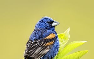 Preview wallpaper blue grosbeak, grosbeak, bird, branch, leaves