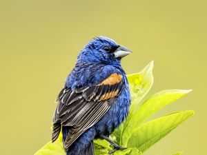 Preview wallpaper blue grosbeak, grosbeak, bird, branch, leaves