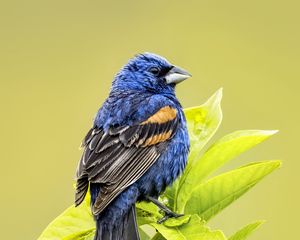 Preview wallpaper blue grosbeak, grosbeak, bird, branch, leaves