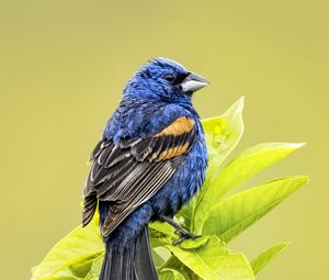 Preview wallpaper blue grosbeak, grosbeak, bird, branch, leaves