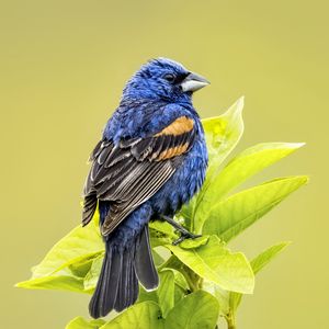 Preview wallpaper blue grosbeak, grosbeak, bird, branch, leaves