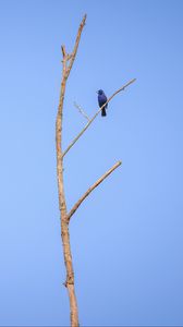 Preview wallpaper blue grosbeak, grosbeak, bird, tree, branches