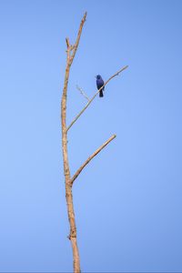 Preview wallpaper blue grosbeak, grosbeak, bird, tree, branches