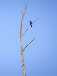 Preview wallpaper blue grosbeak, grosbeak, bird, tree, branches