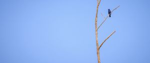 Preview wallpaper blue grosbeak, grosbeak, bird, tree, branches