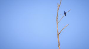 Preview wallpaper blue grosbeak, grosbeak, bird, tree, branches