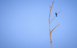 Preview wallpaper blue grosbeak, grosbeak, bird, tree, branches