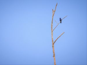 Preview wallpaper blue grosbeak, grosbeak, bird, tree, branches