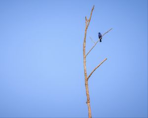 Preview wallpaper blue grosbeak, grosbeak, bird, tree, branches