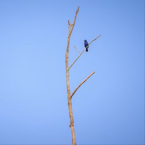 Preview wallpaper blue grosbeak, grosbeak, bird, tree, branches