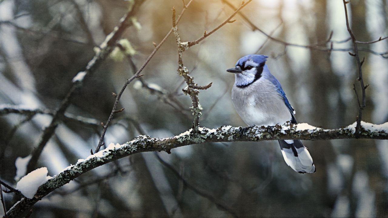 Wallpaper blue jay, bird, branches, snow, winter