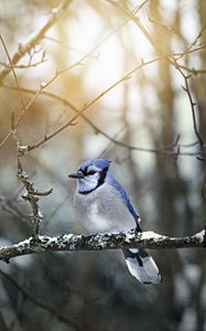 Preview wallpaper blue jay, bird, branches, snow, winter