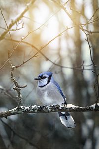 Preview wallpaper blue jay, bird, branches, snow, winter