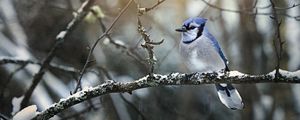 Preview wallpaper blue jay, bird, branches, snow, winter