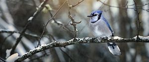 Preview wallpaper blue jay, bird, branches, snow, winter