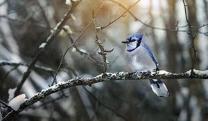 Preview wallpaper blue jay, bird, branches, snow, winter