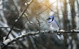 Preview wallpaper blue jay, bird, branches, snow, winter
