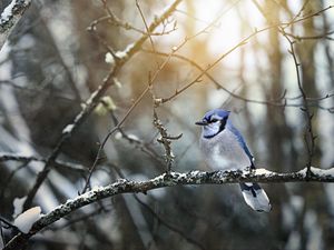 Preview wallpaper blue jay, bird, branches, snow, winter