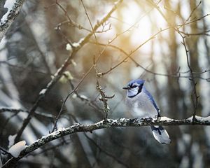 Preview wallpaper blue jay, bird, branches, snow, winter