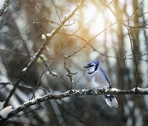 Preview wallpaper blue jay, bird, branches, snow, winter