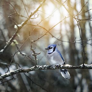 Preview wallpaper blue jay, bird, branches, snow, winter