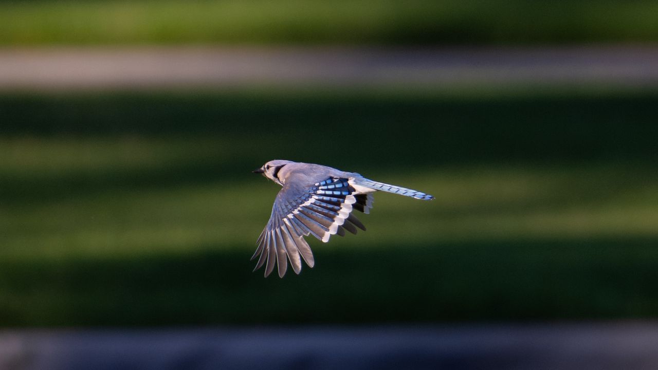 Wallpaper blue jay, bird, flight, wildlife