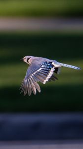 Preview wallpaper blue jay, bird, flight, wildlife